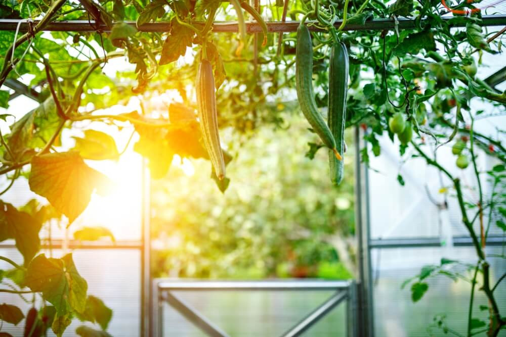 Kesän uudet nikotiinipussit – makuja puutarhasta!