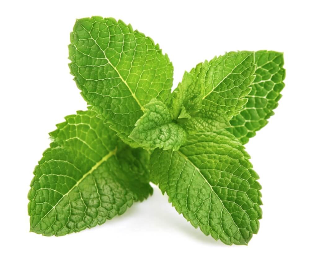 The Best Mint Nicotine Pouches